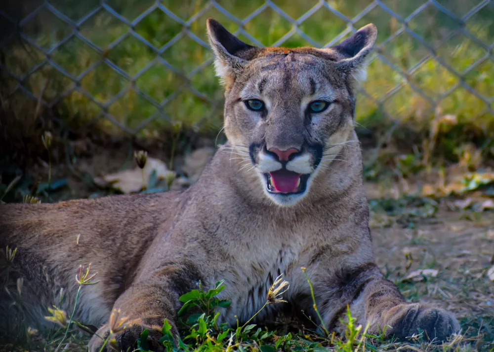 Unveiling the Sanctuary: A Deep Dive into the Puma Den
