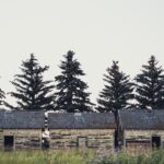 Photo Rustic cabins